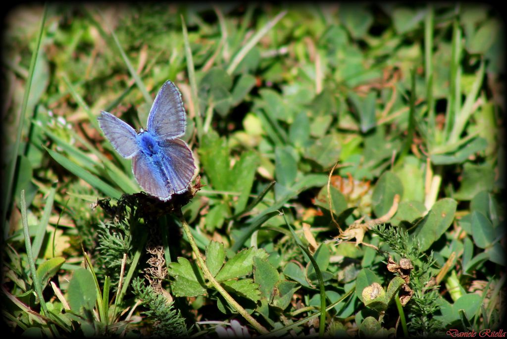 Richiesta identif.!!!